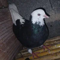 کبوتر پرشی|پرنده|مزرعه کتول, |دیوار