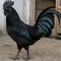 قربانی خروس سیاه