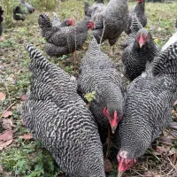 پلیموت راک وارداتی