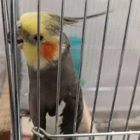 عروس هلندی پیدا شده