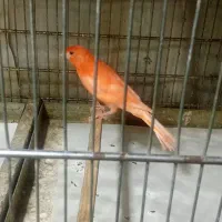 قناری درشت تنه دار