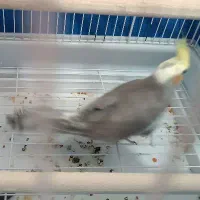 عروس هلندی ۸ ماهه