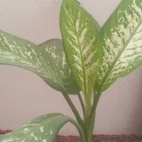 گل وگیاه|گل و گیاه طبیعی|سنقر, |دیوار