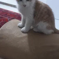 واگذاری گربه