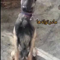 توله های مالینویز دو ماهه سگ گارد مخصوص نگهبانی|سگ|سنگر, |دیوار