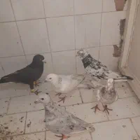 کفتر ،آس|حیوانات|تربت‌حیدریه, باغ سلطانی|دیوار