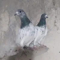 ۳تا کفتر پرشی دمسبز