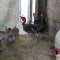 سلام ۴ عدد مرغ وخروس گردن لخت جوان|حیوانات مزرعه|راور, |دیوار