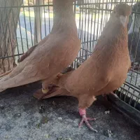 نرو ماده زرد کاکلی