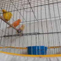 فروش قناری جفت شده