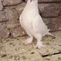 کبوتر سسلی ماده|پرنده|ارومیه, |دیوار