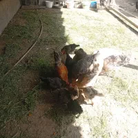 مرغ و خروس و بوقلمون