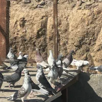 کفتر دونسته و پرشی کفتر تیرماه|پرنده|تهران, آهنگ|دیوار