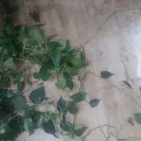گلدان پتوس