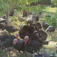 بوقلمون محلی