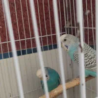 مرغ عشق  ،جفت مولد ،جوجه مرغ عشق ،