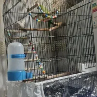 طوطی ملنگو با قفس و لوازم نژاد دار (پاکستانی)|پرنده|تهران, جوادیه|دیوار