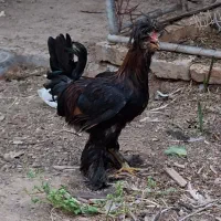 خروس سلطان 7 ماهه|حیوانات مزرعه|اردکان, |دیوار