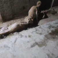 واگذاری سگ دوعدد نگهبان در البرزماهدشت