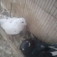 بچه کفتر مفلق