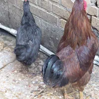 مرغ و خروس ۱۲عدد