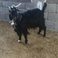 فروش 5 عدد کهره نیم گوشت|حیوانات مزرعه|بیرم, |دیوار