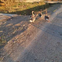 غاز|حیوانات مزرعه|ارومیه, |دیوار