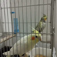 عروس هلندی بالغ ماده|پرنده|الوند, |دیوار