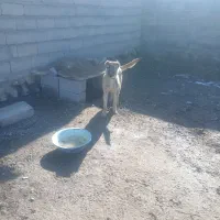 سگ سرابی|سگ|مشگین شهر, |دیوار