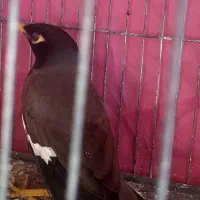 یک عدد مرغ مینا|پرنده|مینودشت, |دیوار