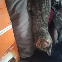 واگذاری گربه|گربه|زاهدان, |دیوار