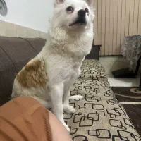 سگ پامر اشپیدز گمشده