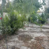 باغ ۹۰۰متری/سند۶دانگ/دونبش/منطقه ویلایی پدم|فروش خانه و ویلا|محمدشهر, همایون ویلا|دیوار