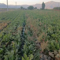 نیازمند ماشین برای چغندر