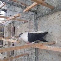 کبوتر افغانی|پرنده|وحیدیه, |دیوار