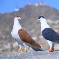 پلاس زرد