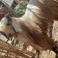 تروشت