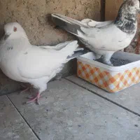 ۱۲ جفت کفتر پرشی دونسته|پرنده|خمینی‌شهر, |دیوار