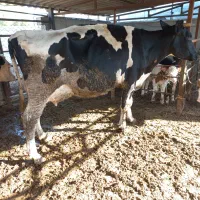 گاو۳۵کیلوشیرگوساله دار|حیوانات مزرعه|بندر ترکمن, |دیوار