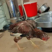 فروش خروس لاری سالم واکسن خورده