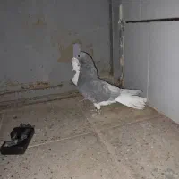 ک ب و ت ر|عمدهفروشی|آباده, |دیوار