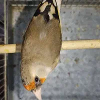 سهره کیاسر پشت کت کرمونی