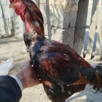 خروس فروشی|حیوانات مزرعه|میناب, |دیوار