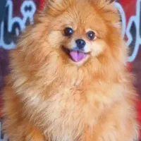 سگ پامر اصل