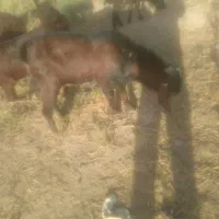 بز نر پاکستانی|حیوانات مزرعه|اسفرورین, |دیوار