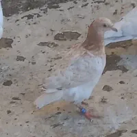 سرور گم شده