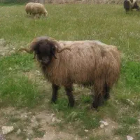 قوچ بختیاری