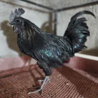 انواع خروس|حیوانات مزرعه|یزد, |دیوار