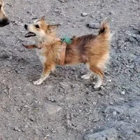 سگ پاکوتاه قم شده...