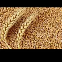 فروش بذر گندام میهن